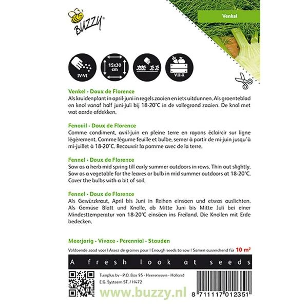 Venkel De Florence - Foeniculum Vulgare 3 Venkel De Florence - Foeniculum Vulgare - Afbeelding 2