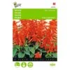 Vuursalie Sint Jansvuur - Salvia Splendens 2 Vuursalie Sint Jansvuur - Salvia Splendens -Compo winkel vuursalie sint jansvuur salvia splendens 1646840330 429 600