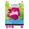 Winde Roze - Ipomoea Dubbel (Klimmer) 2 Winde Roze - Ipomoea Dubbel (Klimmer) -Compo winkel winde roze ipomoea dubbel klimmer 1646840341 647 600