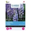 Wisteria Blauw (Klimmer) -Compo winkel wisteria blauw klimmer 1646840341 653 600