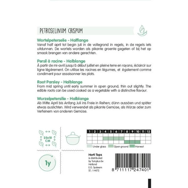 Wortelpeterselie Halflange Berliner - Petroselinum Crispum 4 Wortelpeterselie Halflange Berliner - Petroselinum Crispum - Afbeelding 2