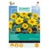 Zonnebloem Pacino Gold - Helianthus (Sunflowers) 2 Zonnebloem Pacino Gold - Helianthus (Sunflowers) -Compo winkel zonnebloem pacino gold helianthus sunflowers 1646840316 109 600