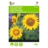 Zonnebloem Sunspot - Helianthus Annuus
