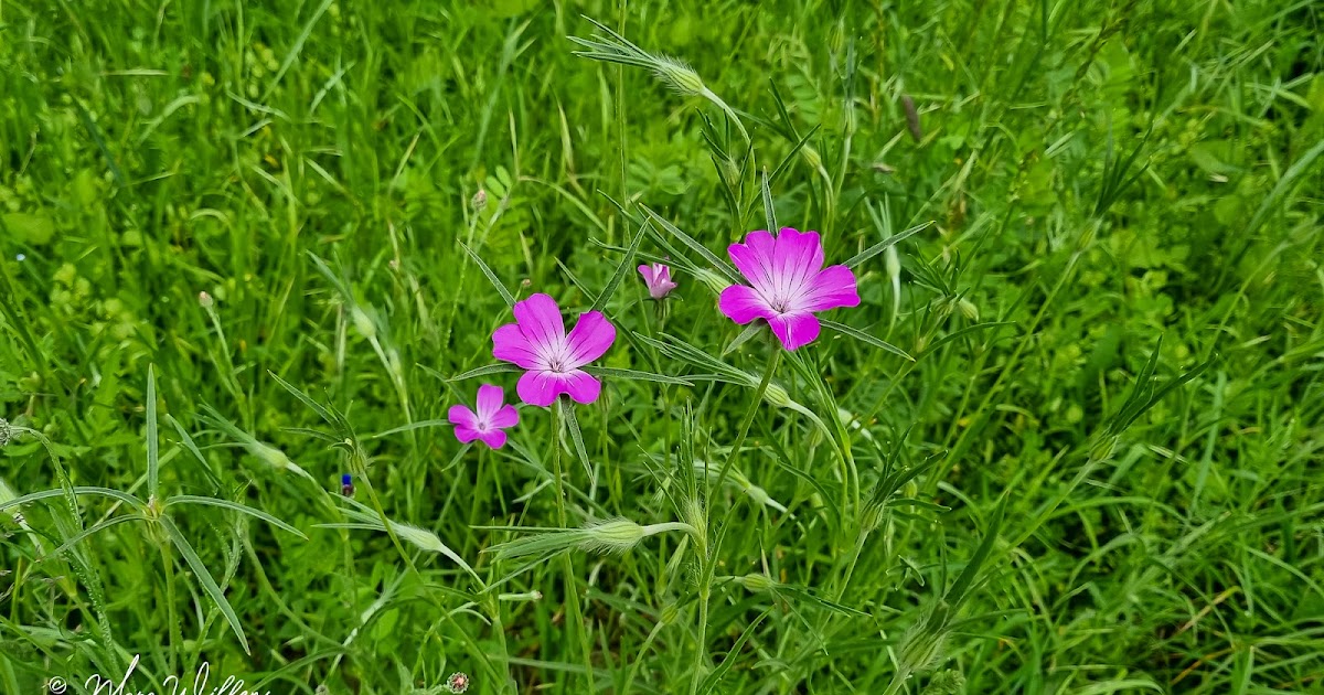 Compo winkel -Compo winkel Bolderik Agrostemma githago 114955
